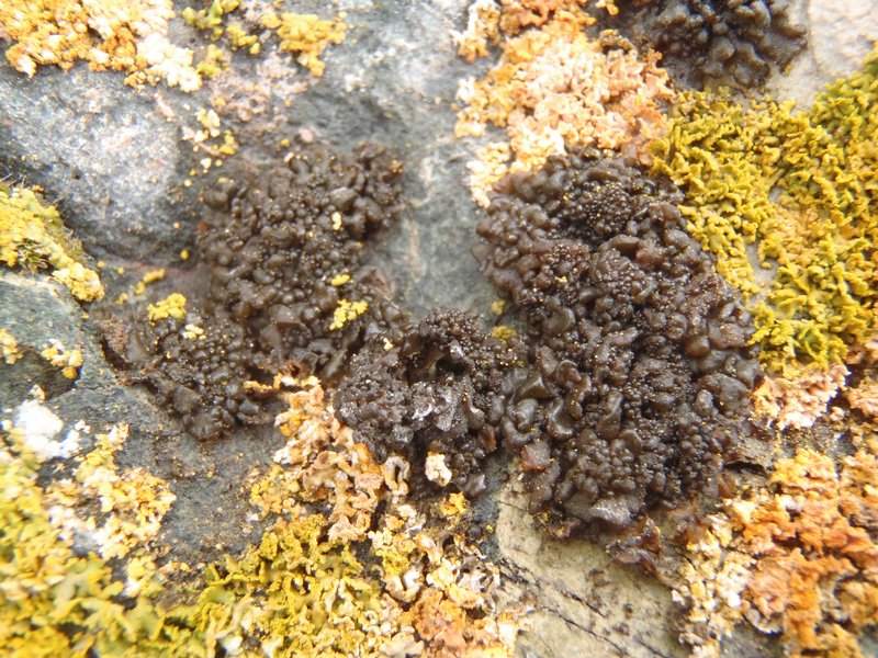 Leptogium plicatile