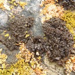 Leptogium plicatile