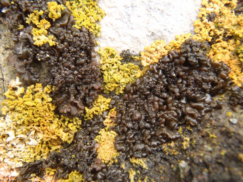 Leptogium plicatile