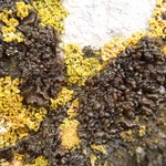 Leptogium plicatile