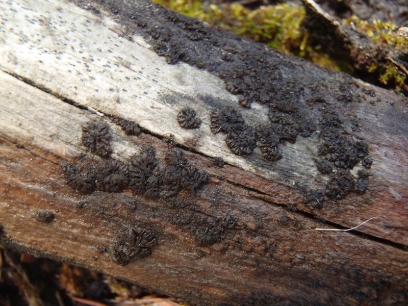 Leptogium plicatile