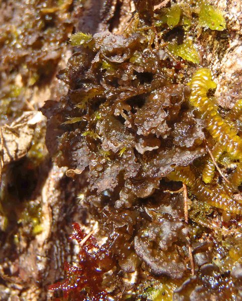 Leptogium polycarpum
