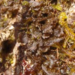 Leptogium polycarpum