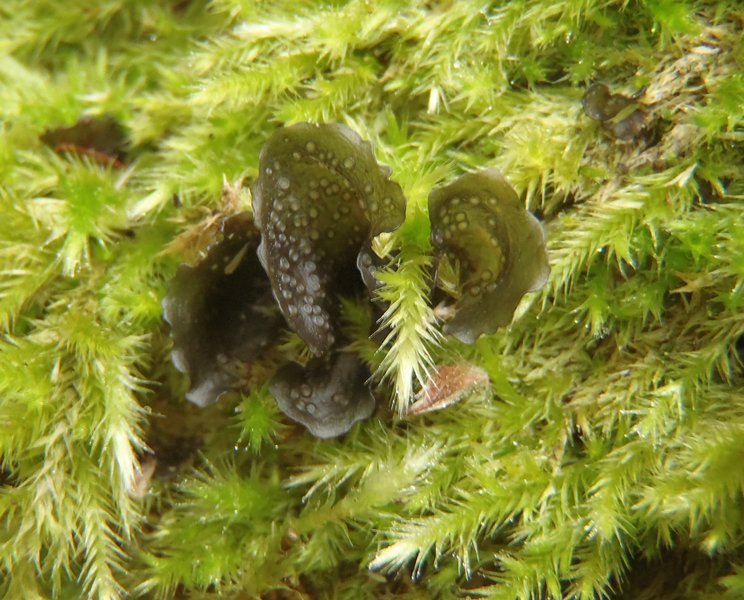 Leptogium polycarpum