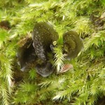 Leptogium polycarpum