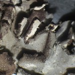 Leptogium pseudofurfuraceum
