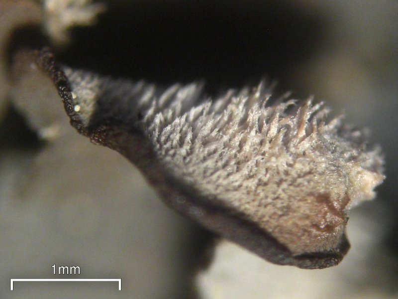 Leptogium pseudofurfuraceum