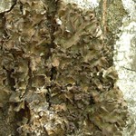 Leptogium pseudofurfuraceum