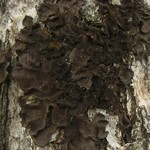 Leptogium pseudofurfuraceum