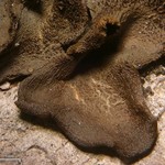 Leptogium pseudofurfuraceum
