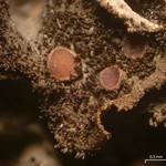 Leptogium pseudofurfuraceum
