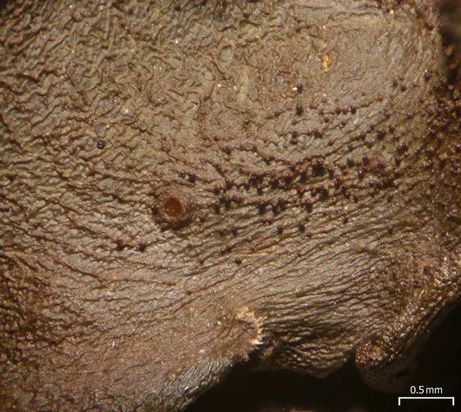 Leptogium pseudofurfuraceum