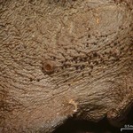 Leptogium pseudofurfuraceum