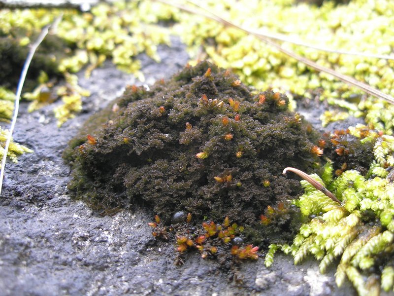 Leptogium pulvinatum