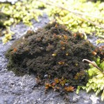 Leptogium pulvinatum