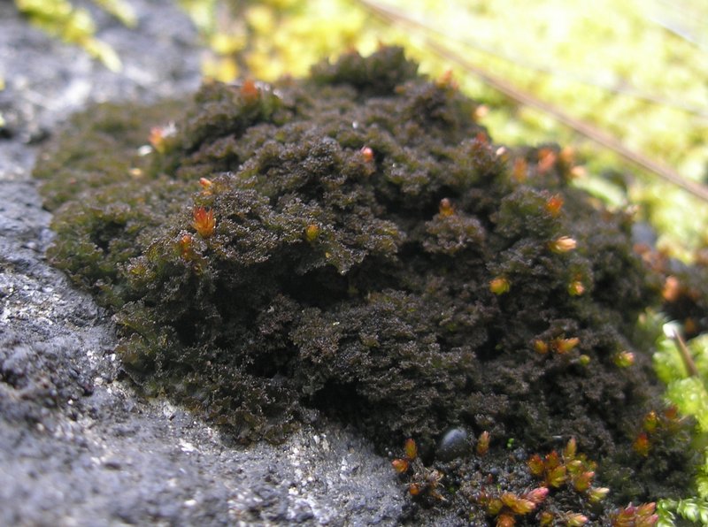 Leptogium pulvinatum