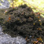 Leptogium pulvinatum