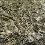 Leptogium rivale