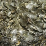 Leptogium rivale