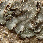 Leptogium rivale