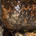 Leptogium rivale
