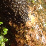 Leptogium rivale