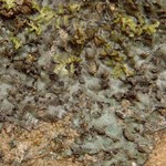 Leptogium rivale