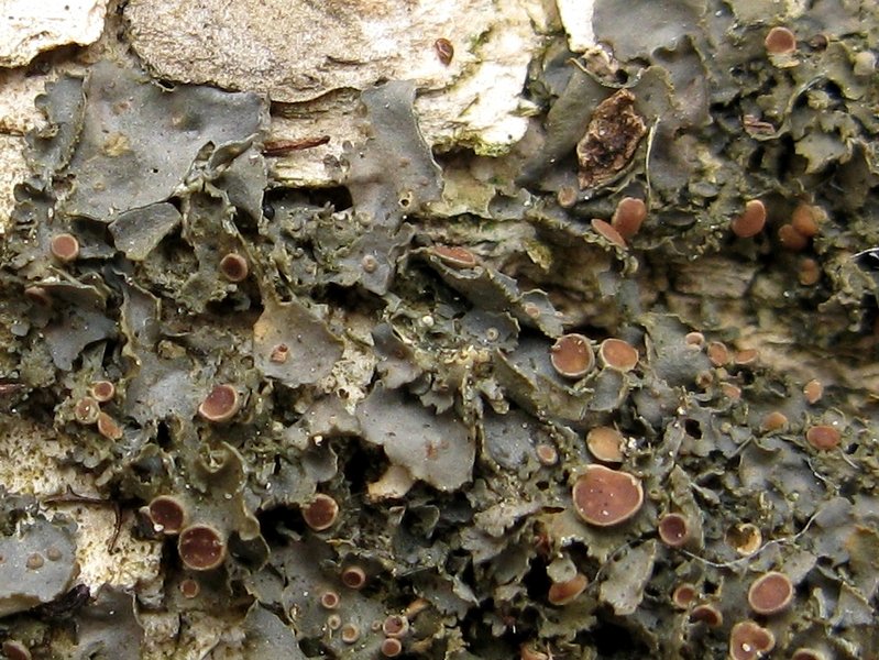 Leptogium rivulare