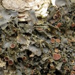 Leptogium rivulare