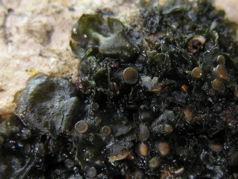 Leptogium rivulare