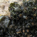 Leptogium rivulare