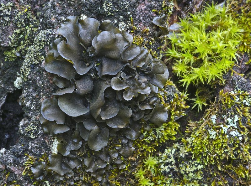 Leptogium saturninum