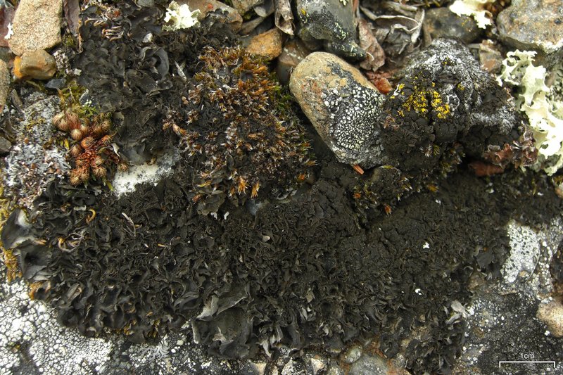 Leptogium saturninum