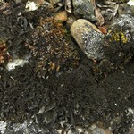 Leptogium saturninum