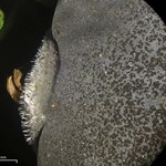 Leptogium saturninum