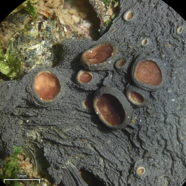 Leptogium sessile