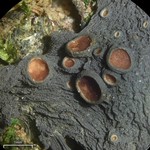 Leptogium sessile