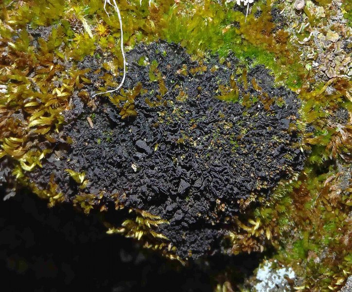 Leptogium subaridum