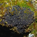 Leptogium subaridum