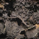Leptogium subaridum
