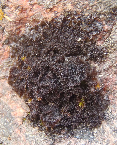 Leptogium subaridum