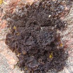 Leptogium subaridum