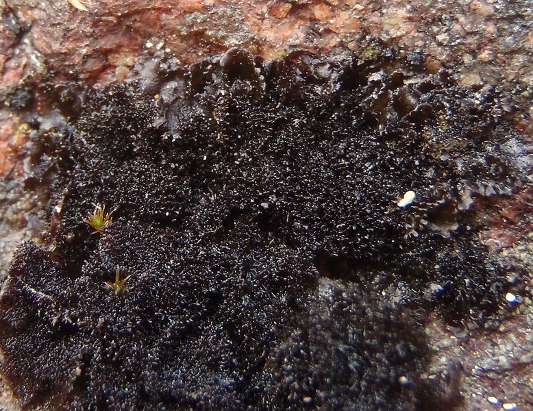 Leptogium subaridum