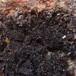 Leptogium subaridum