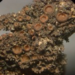 Leptogium subtile