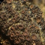 Leptogium subtile
