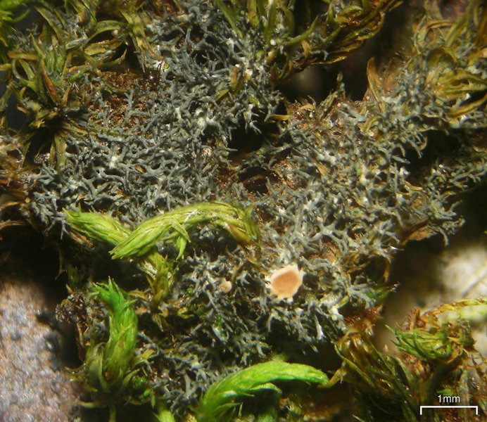Leptogium subtile