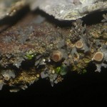 Leptogium subtile