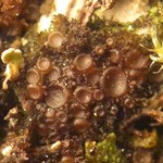 Leptogium subtile