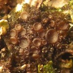 Leptogium subtile